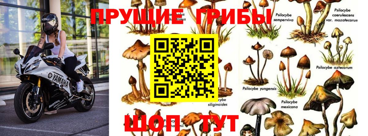 где найти   Вход с VPN  Тула  Псилоцибиновые грибы MAGIC MUSHROOMS 